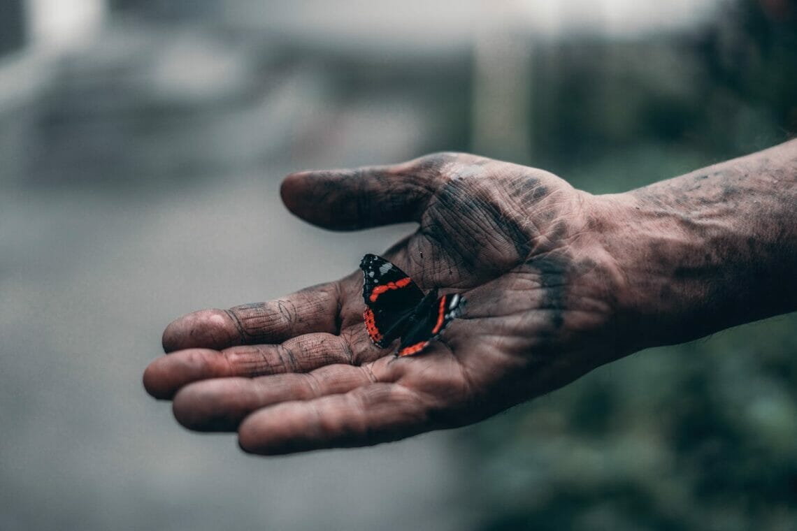 black and red butterfly on person s hand