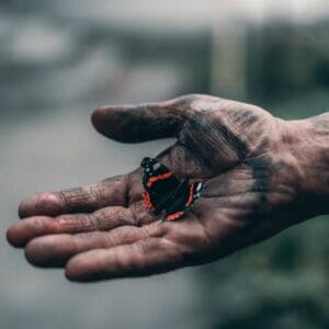 black and red butterfly on person s hand